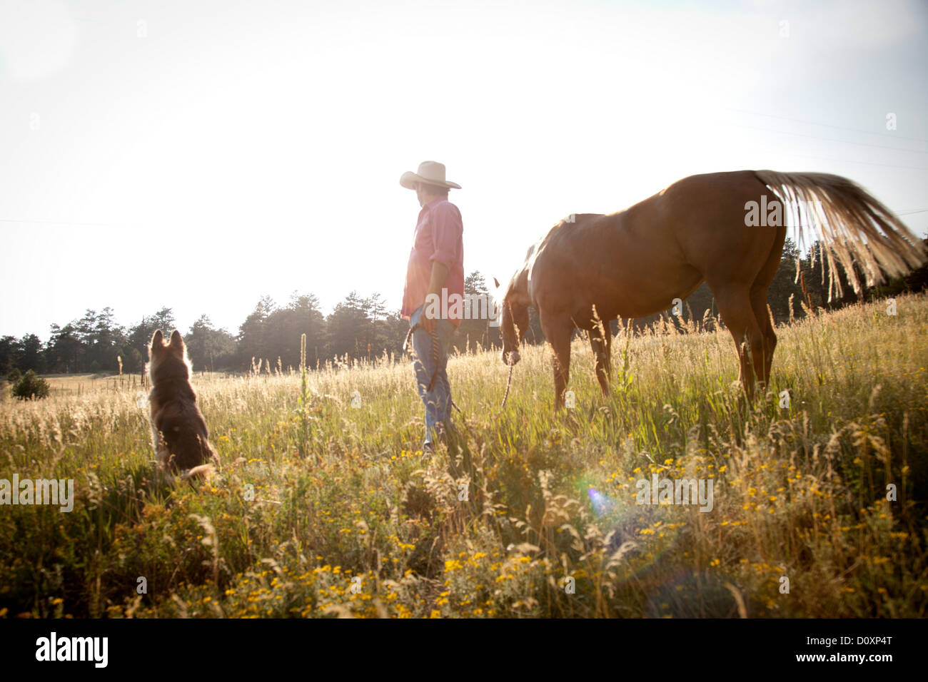 L'homme dans un champ avec un cheval et de chien Banque D'Images