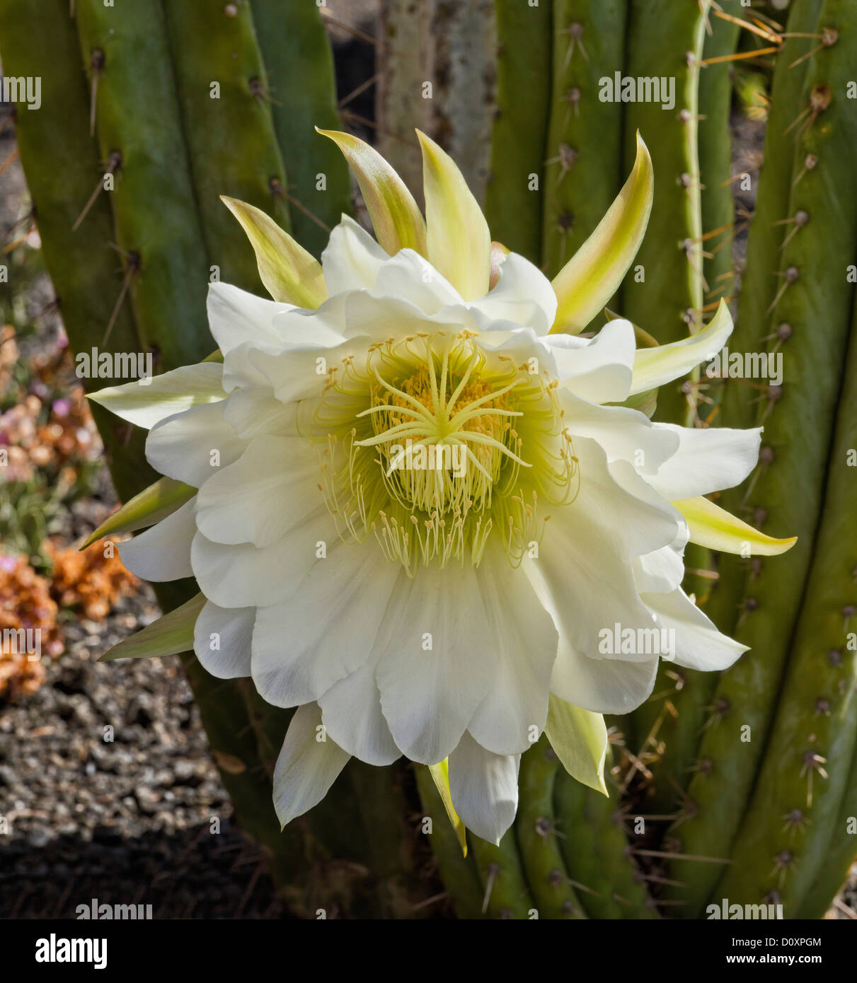 L'Espagne, Lanzarote, fleur de cactus, fleurs, Canaries, Banque D'Images
