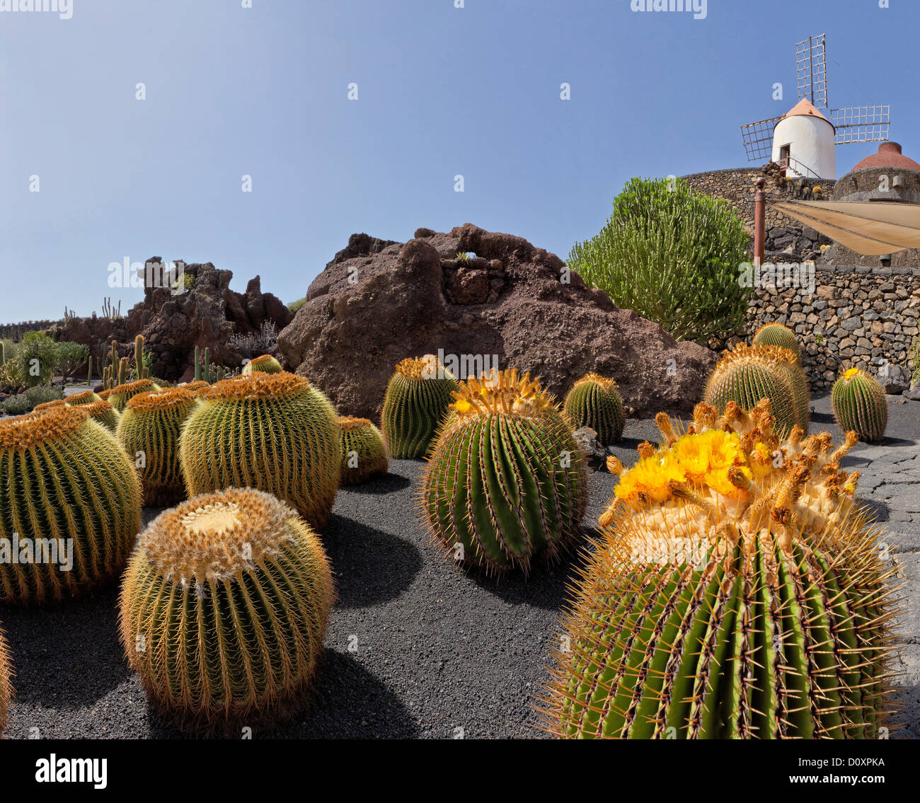 L'Espagne, Lanzarote, Guatiza, jardin de cactus, cactus, jardin, moulin, fleurs, été, Canaries, Banque D'Images