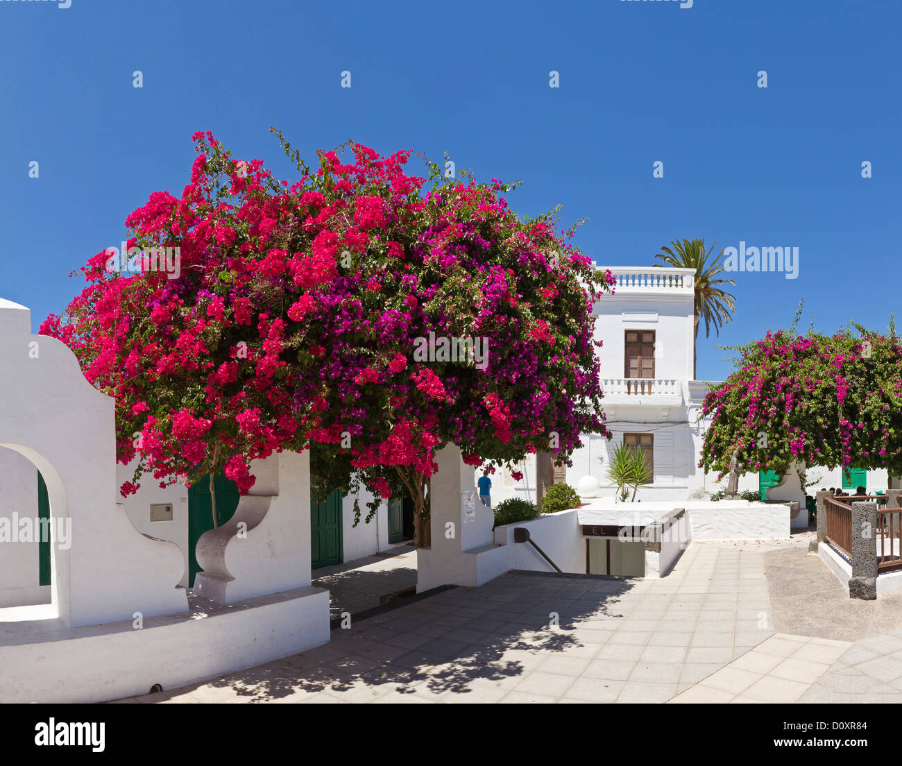 L'Espagne, Lanzarote, Haria, bougainvillées, ville, village, fleurs, été, Canaries, Banque D'Images