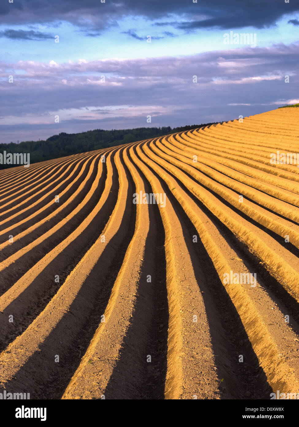 Terrain, Terrain, agraire, sillon, Burgdorf, cantons, Berne, champ de pommes de terre, de l'agriculture, charrue, sillon, clod, Suisse Banque D'Images