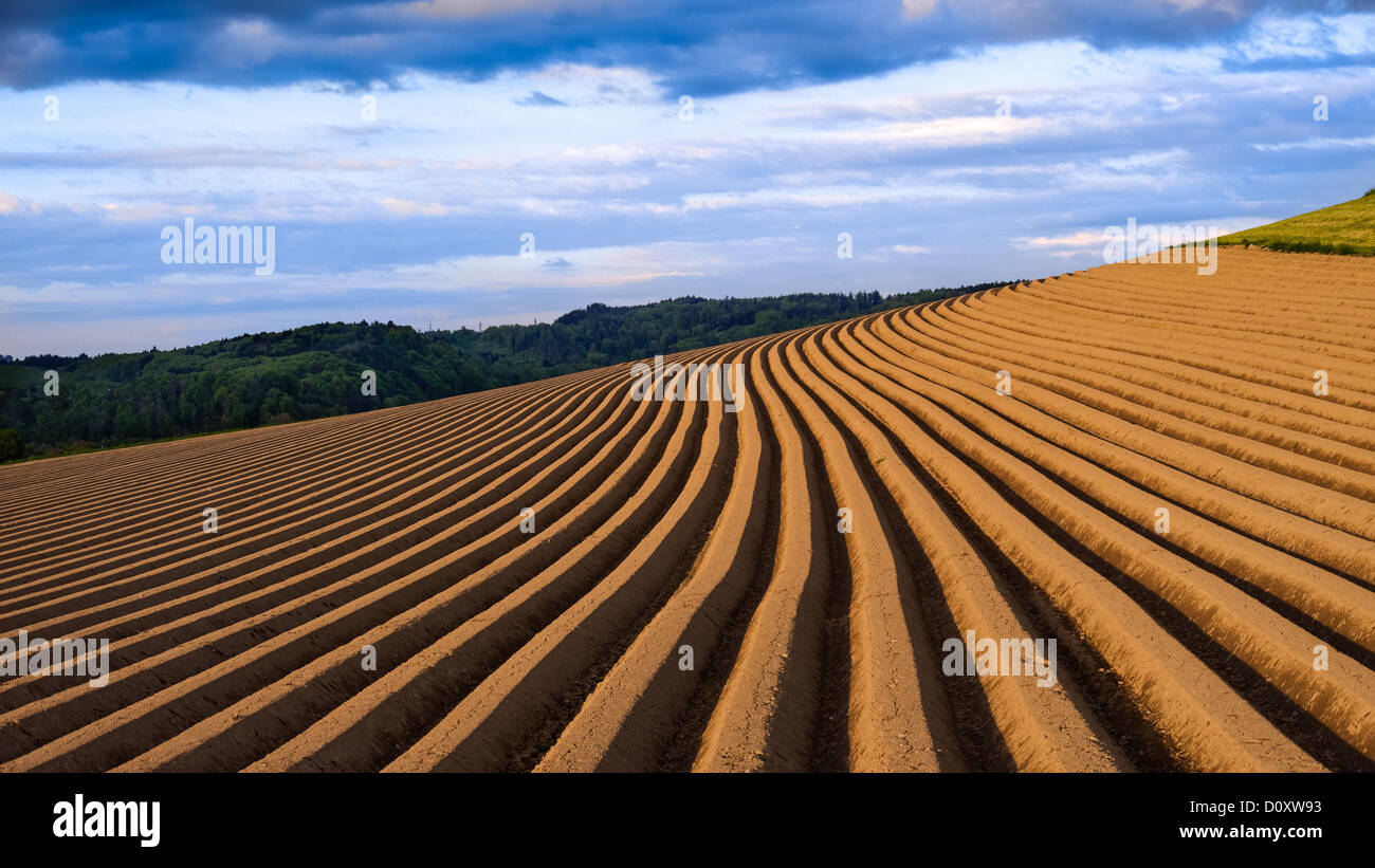 Terrain, Terrain, agraire, sillon, Burgdorf, cantons, Berne, champ de pommes de terre, de l'agriculture, charrue, sillon, clod, Suisse Banque D'Images