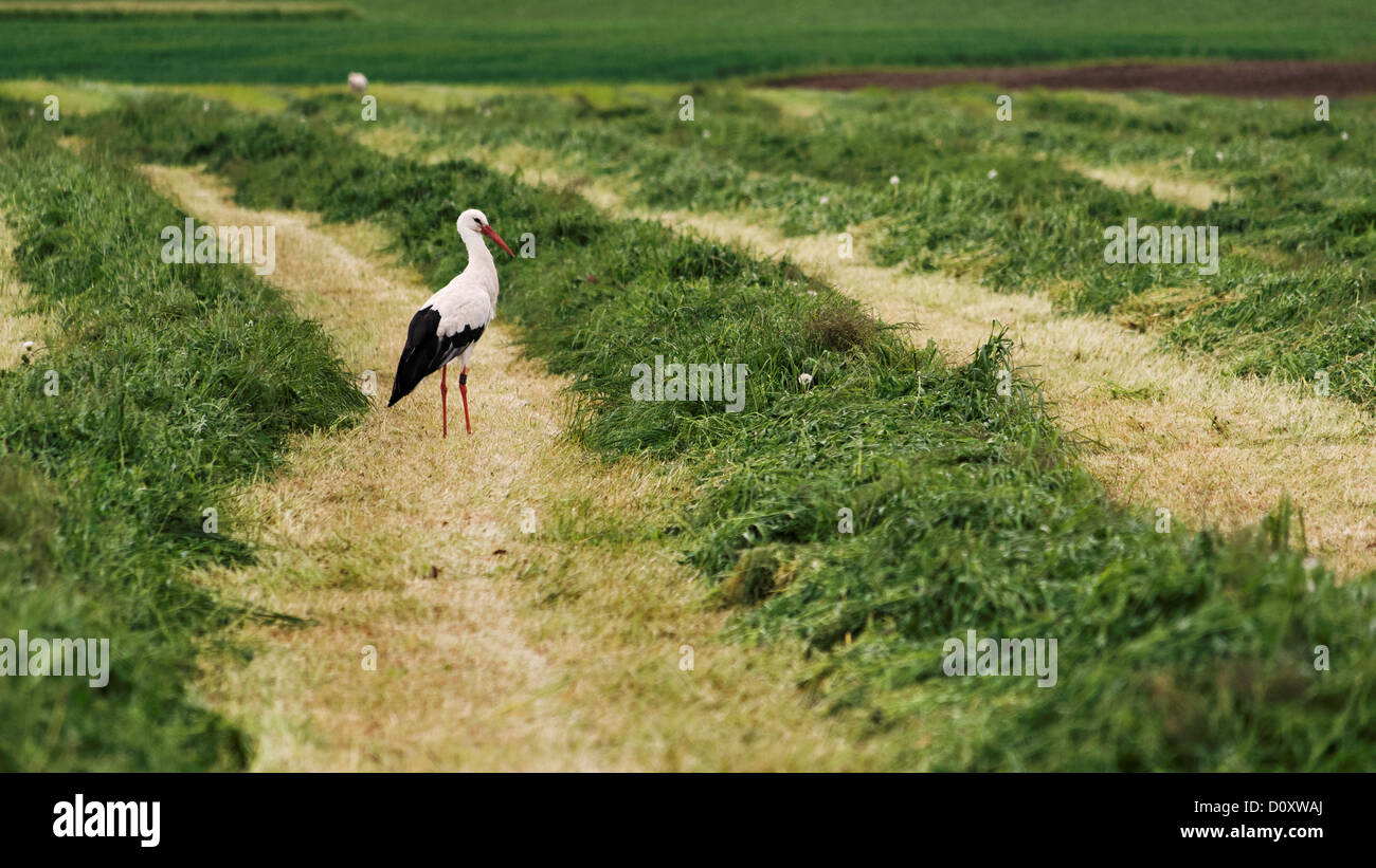 Champ, l'herbe, cantons, Argovie, Merenschwand, nature, Reusstal, Suisse, Europe, Stork, meadow, oiseau Banque D'Images