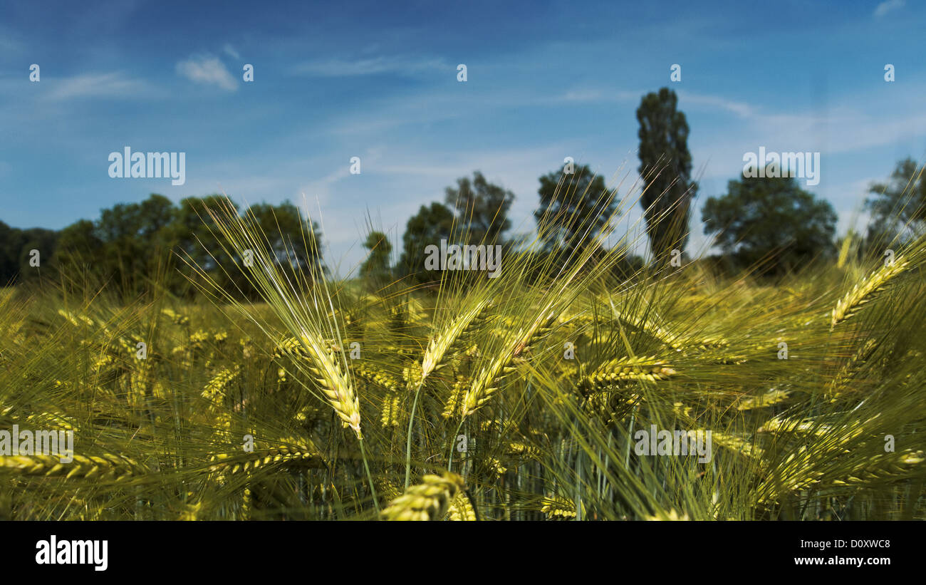 Terrain, l'agriculture, domaine, de l'orge fourragère, l'orge, l'orge, le grain, le champ champ de céréales, de blé, d'herbe, Hordeum vulgare, canton, Ber Banque D'Images