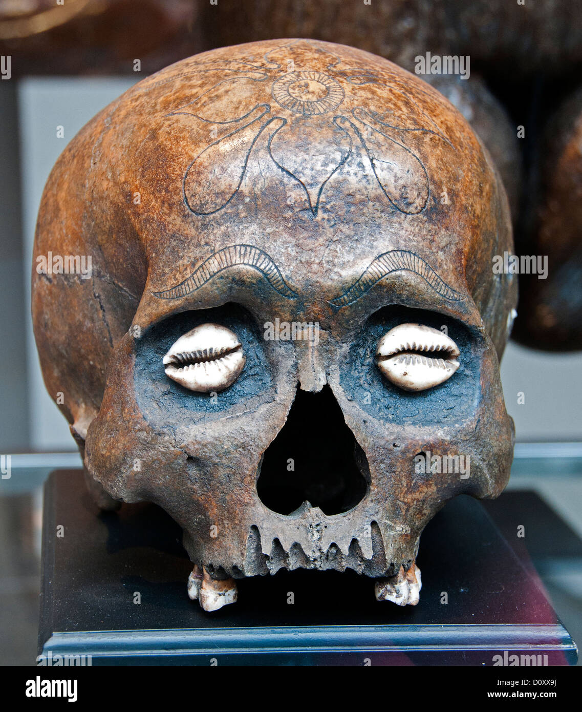 Bruxelles Bruxelles Grand Place du marché des antiquités du Sablon Crâne Dayak Bornéo Indonésie 19e siècle cerveau crâne la tête panoramique Banque D'Images