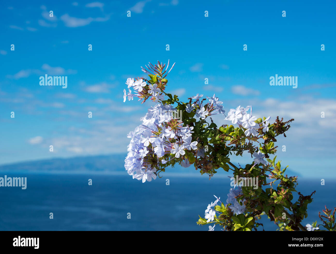 Apple Blossom sur Tenerife avec ciel bleu en arrière-plan Banque D'Images