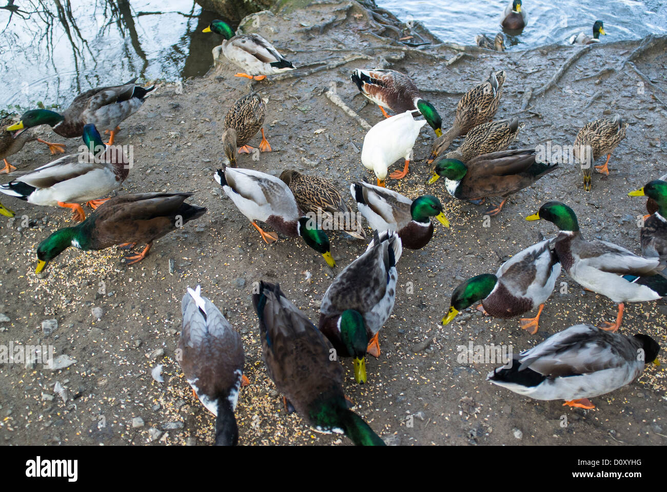 Bovey Tracey, Devon, Angleterre. Le 29 novembre 2012. L'alimentation des canards près de l'eau. Banque D'Images