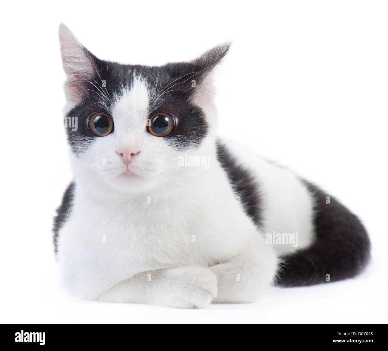 Chaton noir et blanc Banque de photographies et d’images à haute résolution Alamy