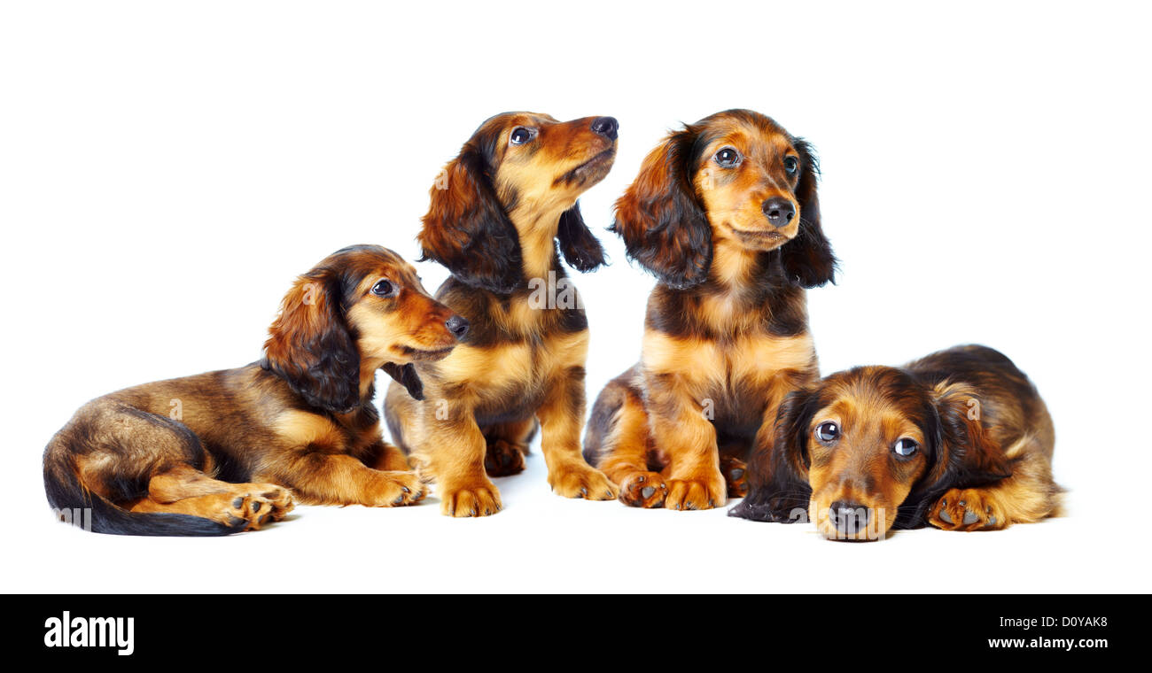 Puppys teckel Banque D'Images