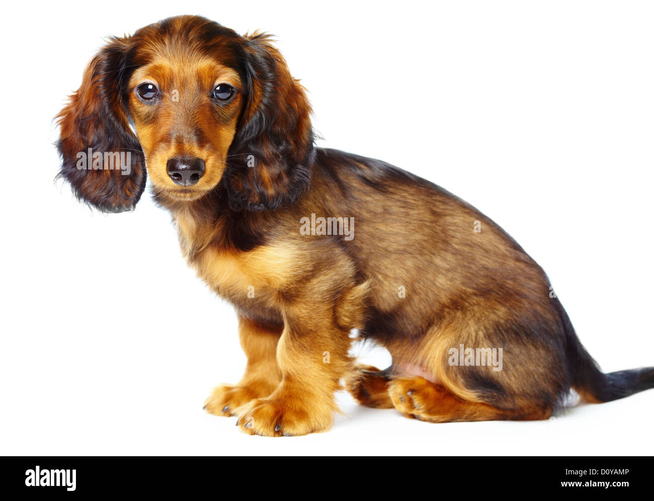teckel chiot Banque D'Images