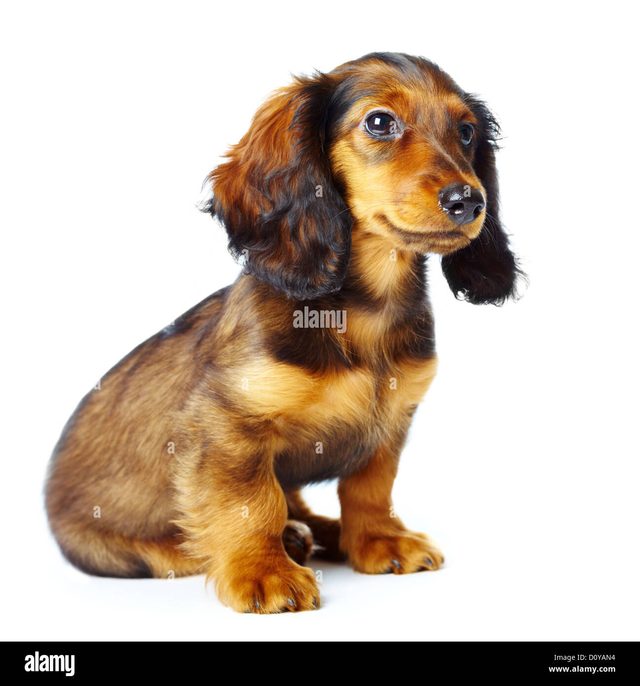 teckel chiot Banque D'Images