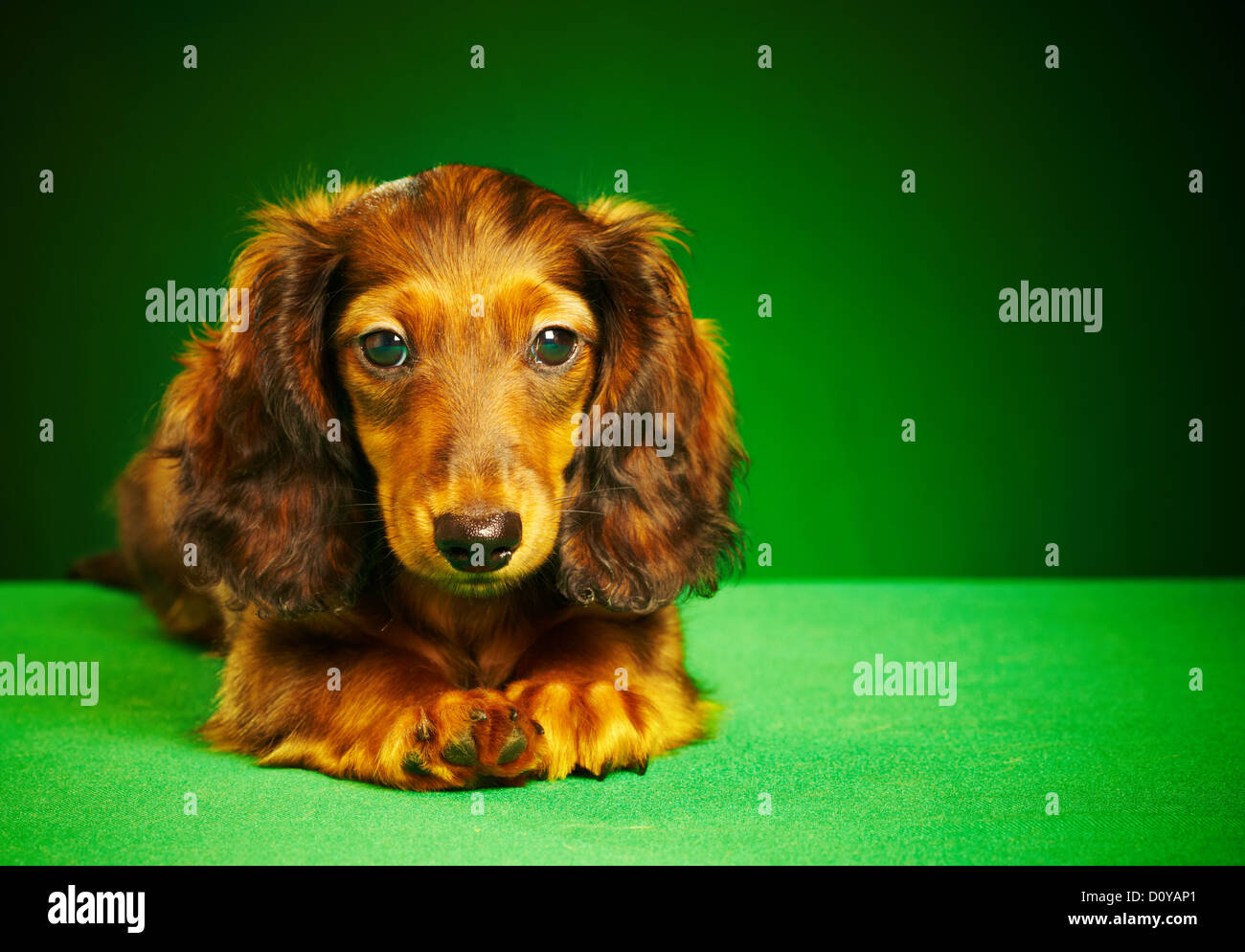 teckel chiot Banque D'Images