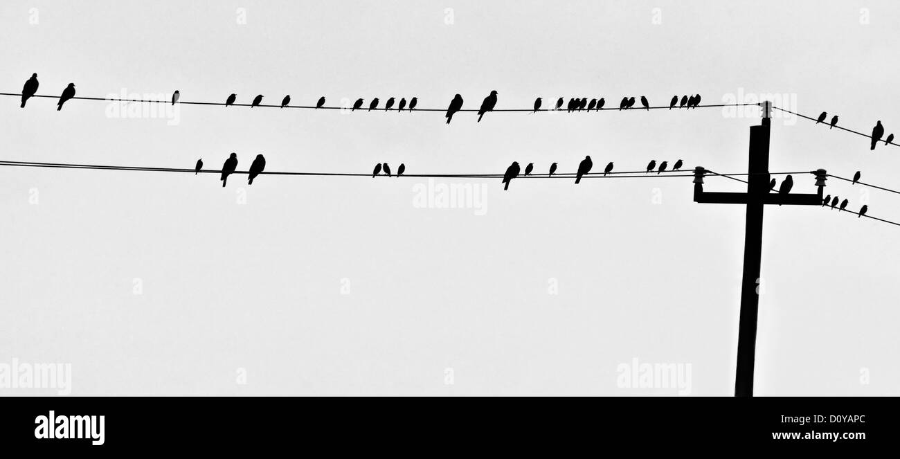 Oiseaux posés sur un câble aérien contre un arrière-plan gris nuageux. Mais tous les 2 des oiseaux face à la droite. Banque D'Images