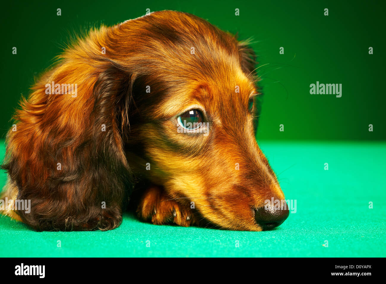 teckel chiot Banque D'Images