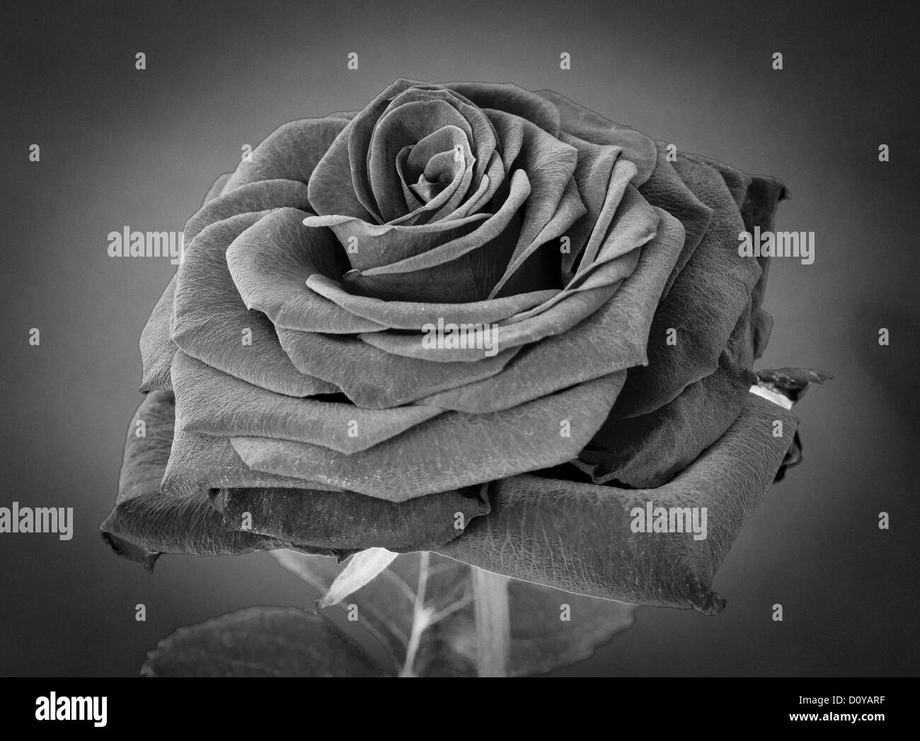 Image en noir et blanc d'un voluptueux rose sur fond gris Banque D'Images