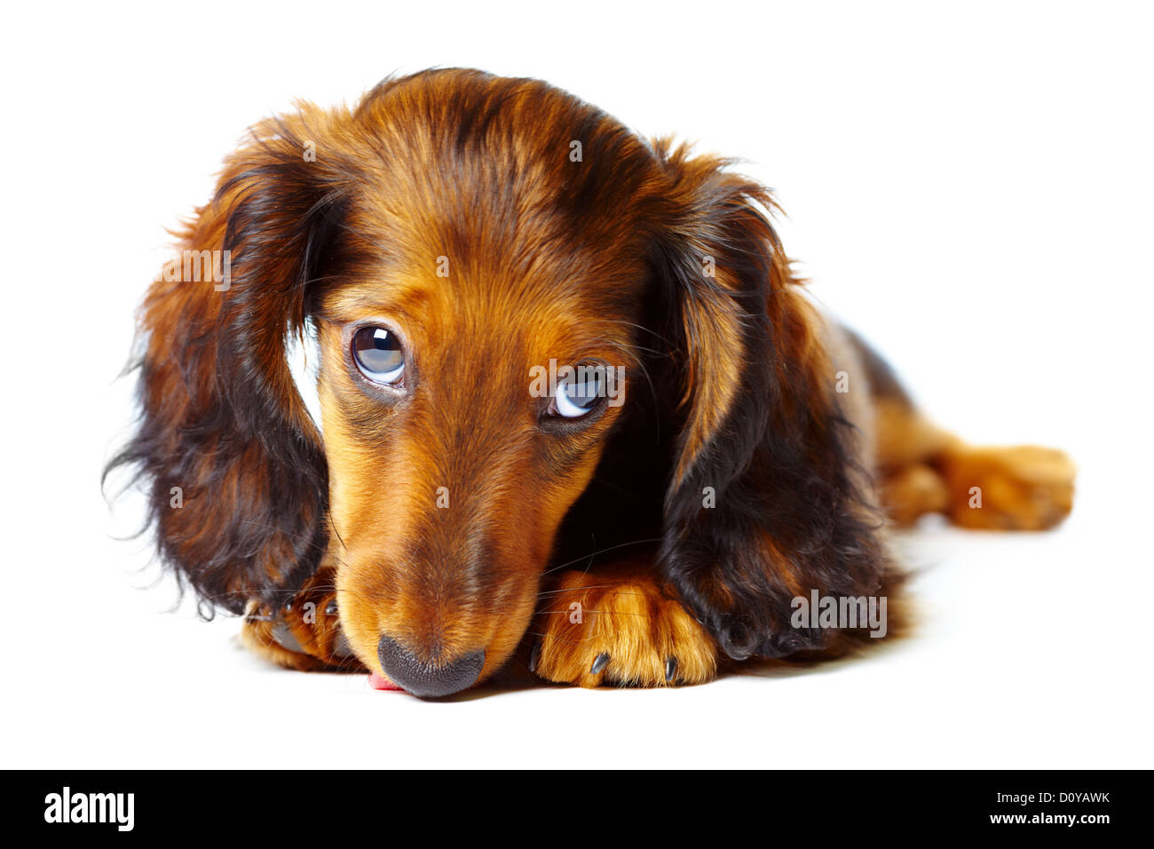teckel chiot Banque D'Images