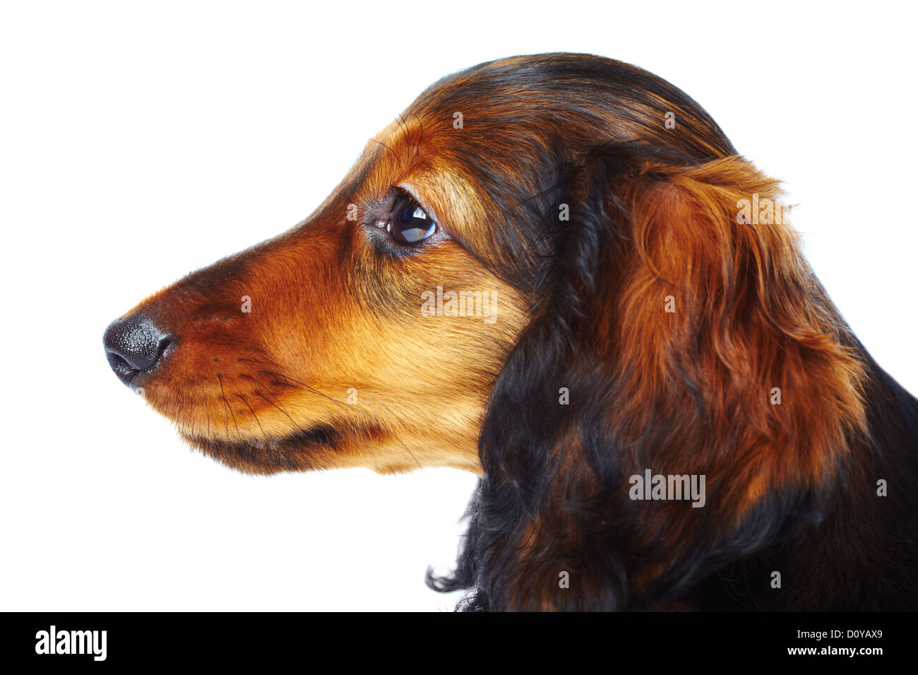 teckel chiot Banque D'Images