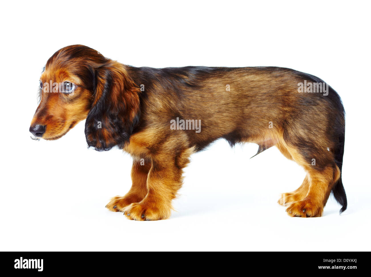 teckel chiot Banque D'Images