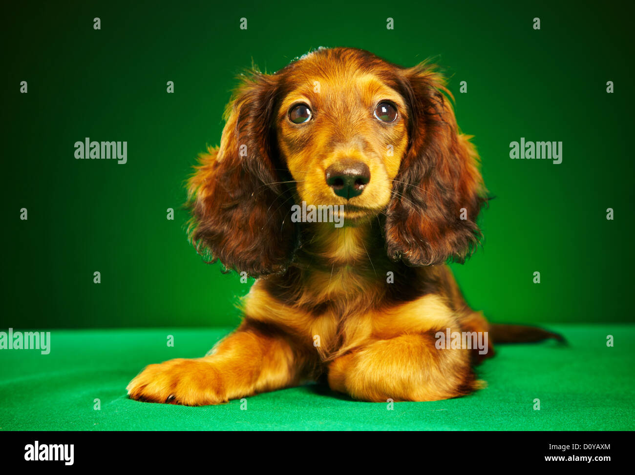 teckel chiot Banque D'Images