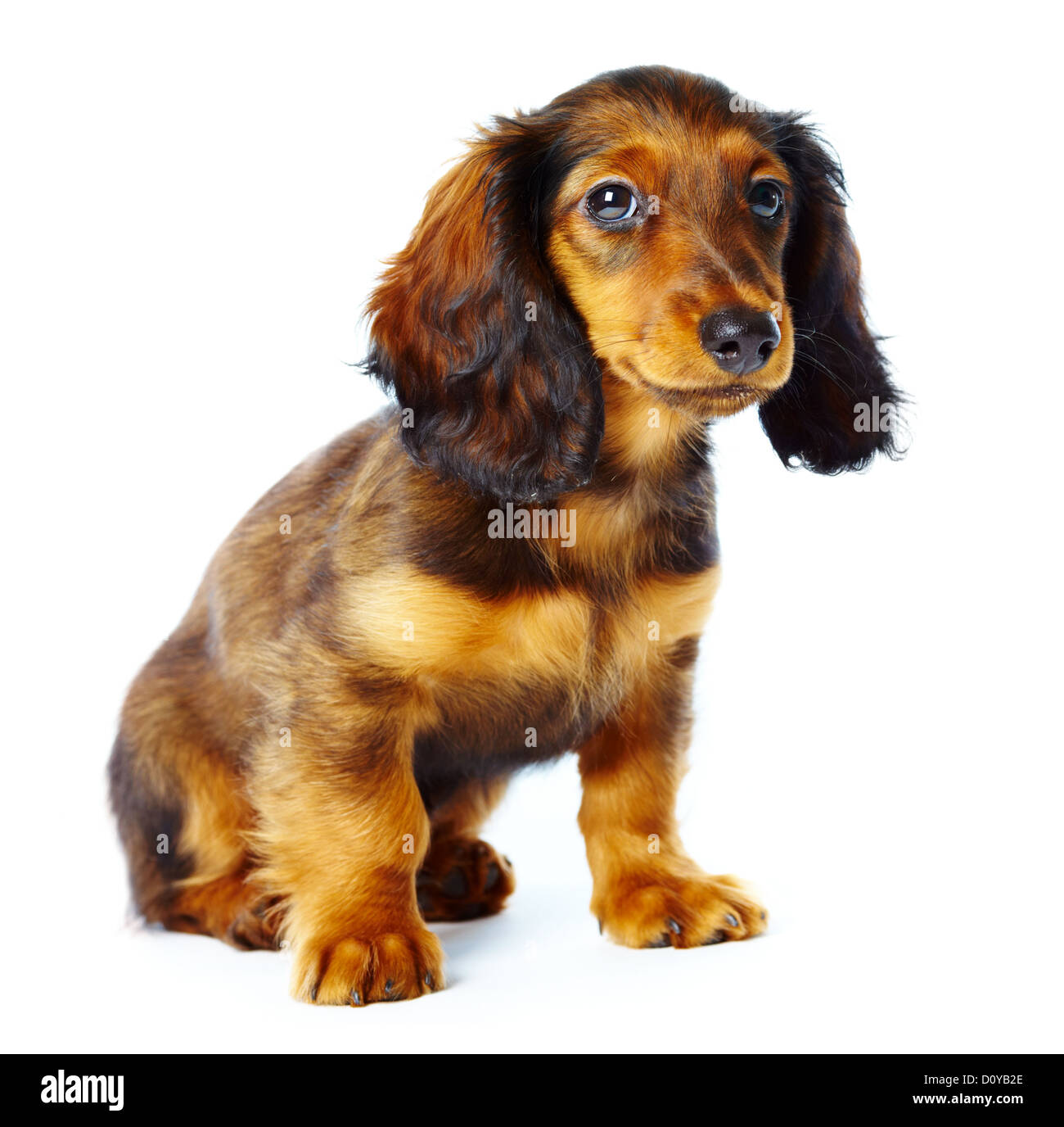 teckel chiot Banque D'Images