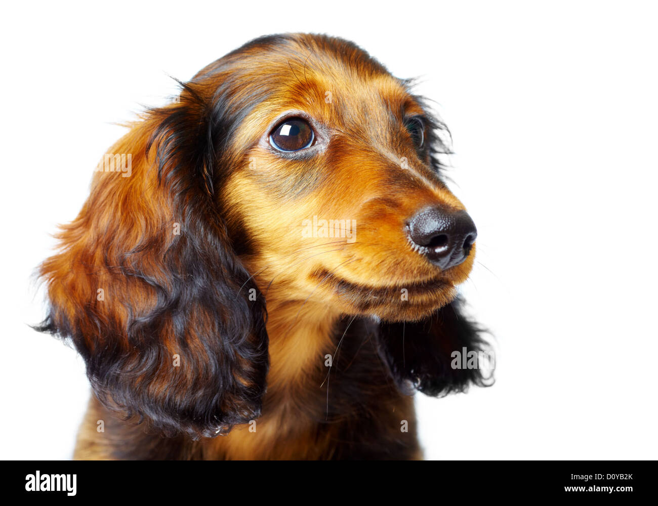 teckel chiot Banque D'Images