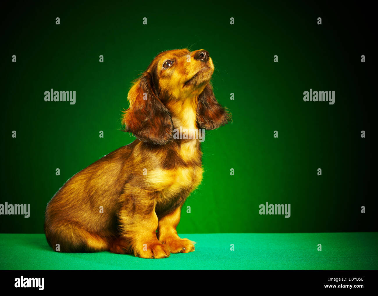 teckel chiot Banque D'Images