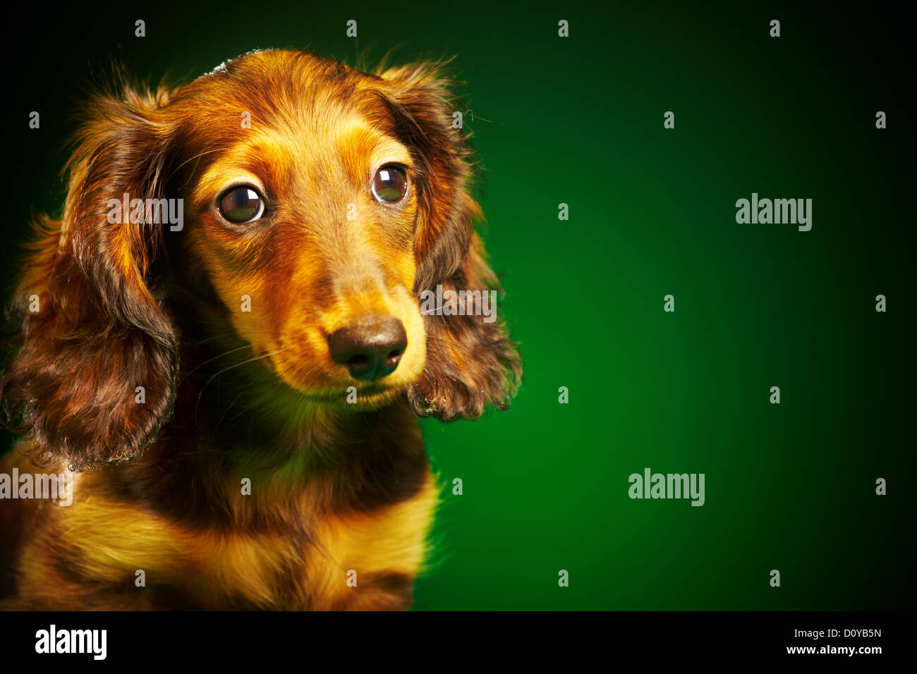 teckel chiot Banque D'Images
