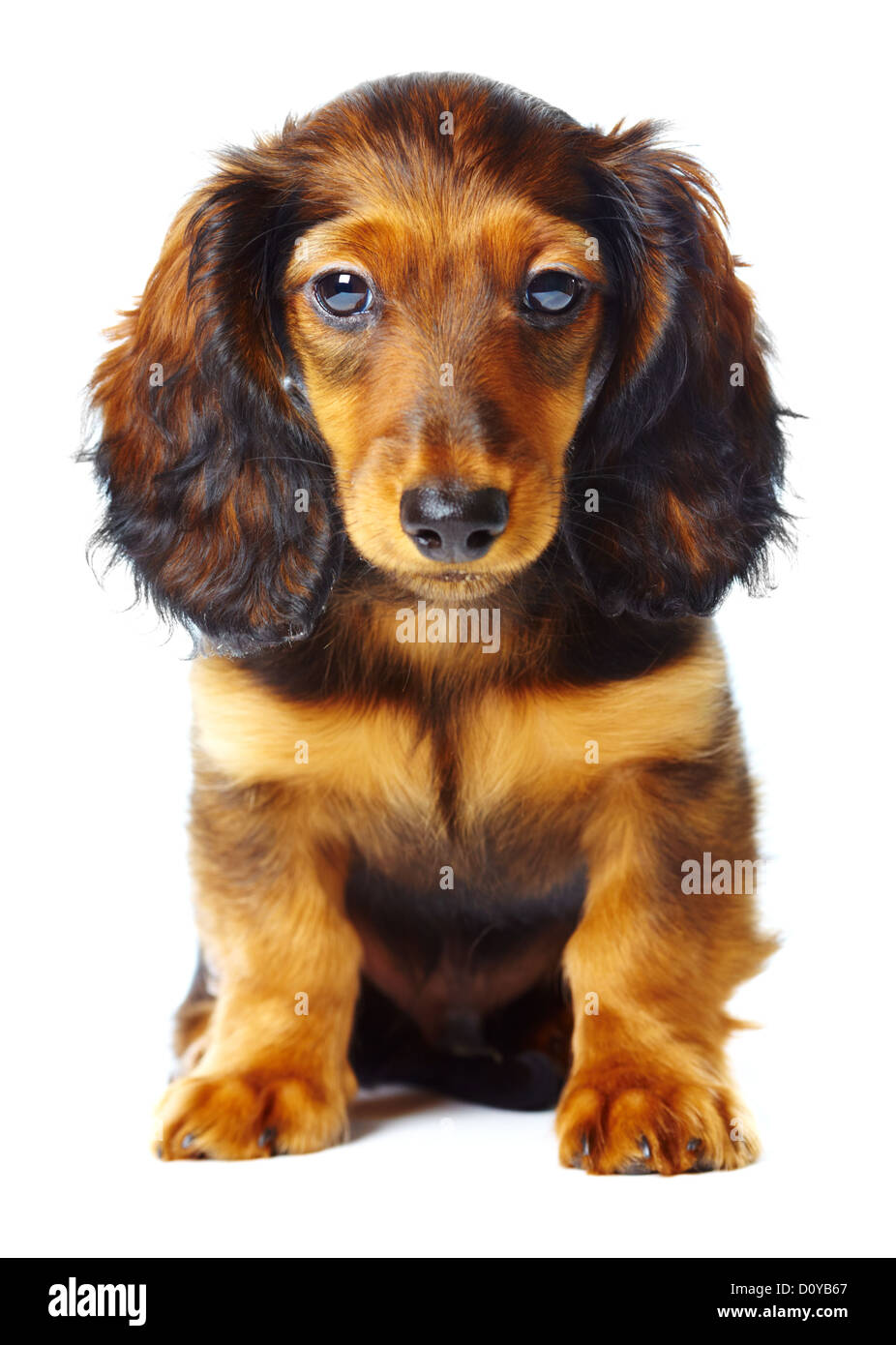 teckel chiot Banque D'Images
