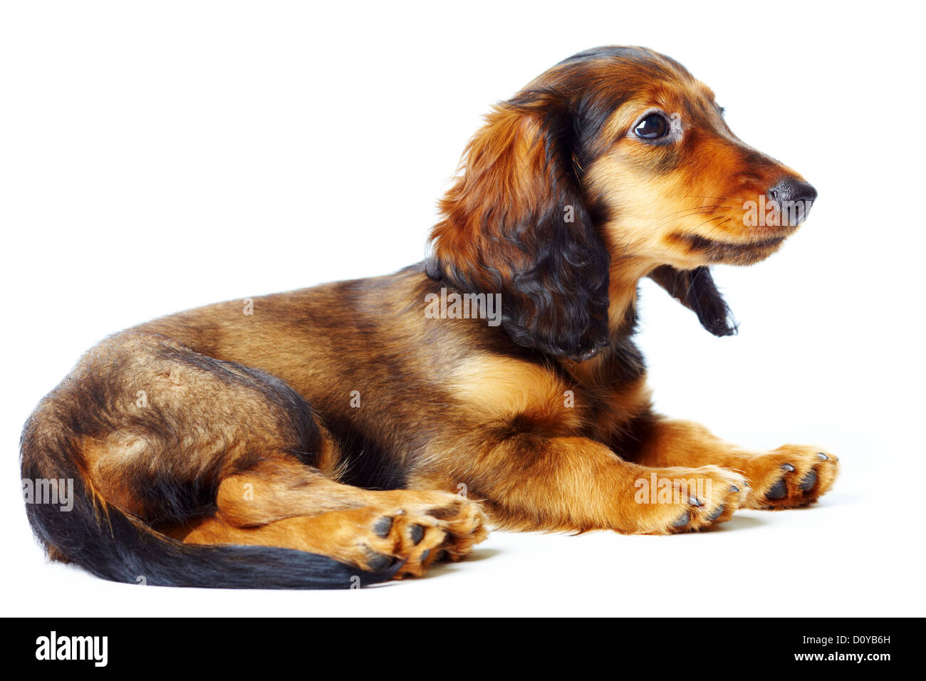 teckel chiot Banque D'Images