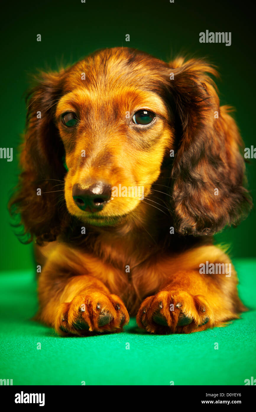 teckel chiot Banque D'Images