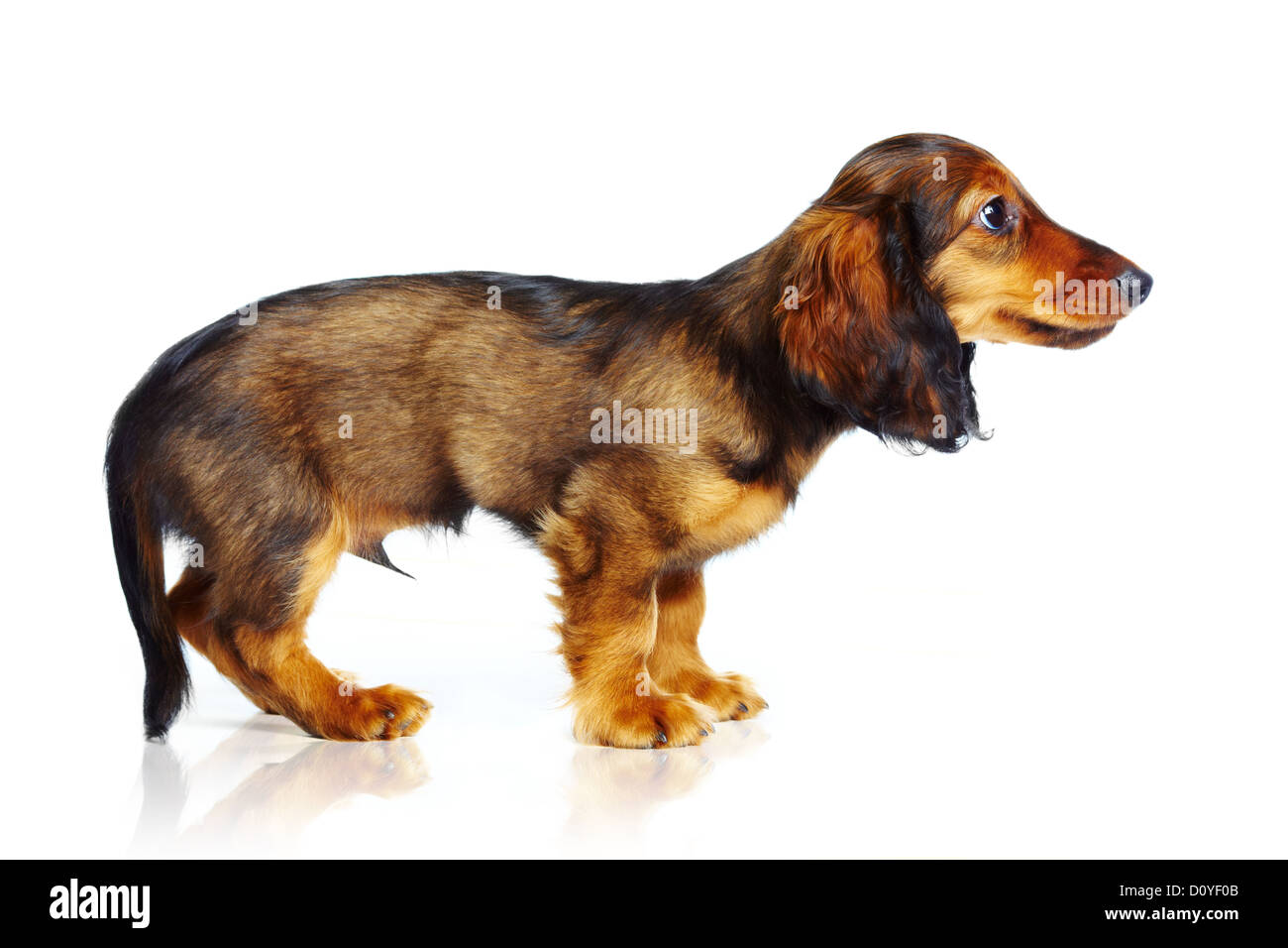 teckel chiot Banque D'Images