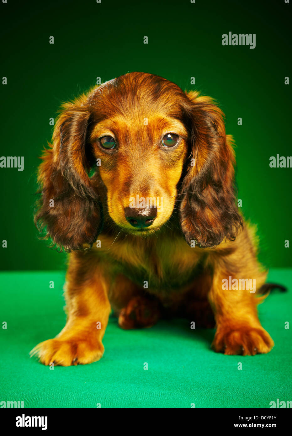 teckel chiot Banque D'Images