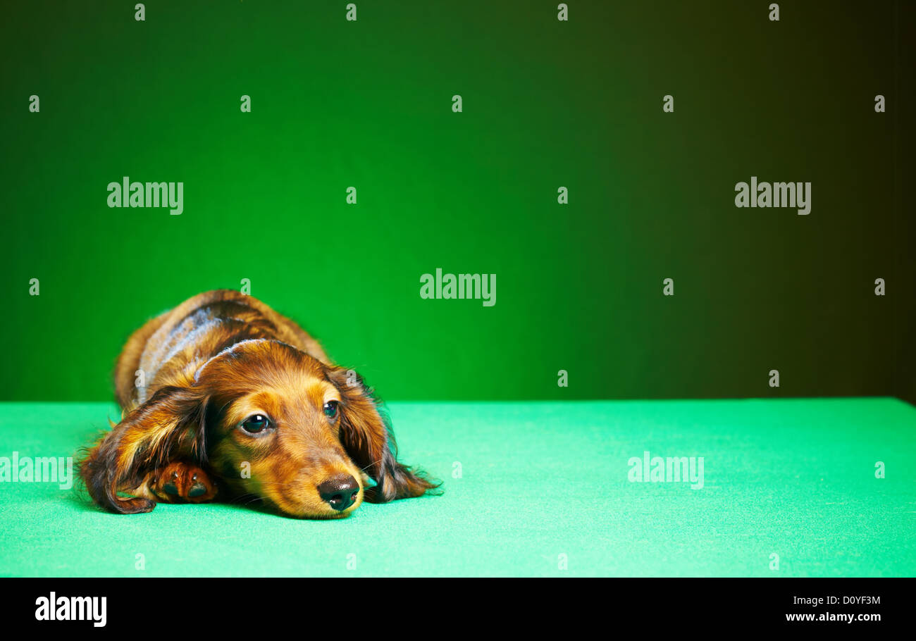 teckel chiot Banque D'Images
