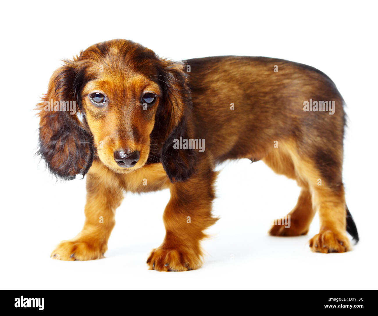 teckel chiot Banque D'Images