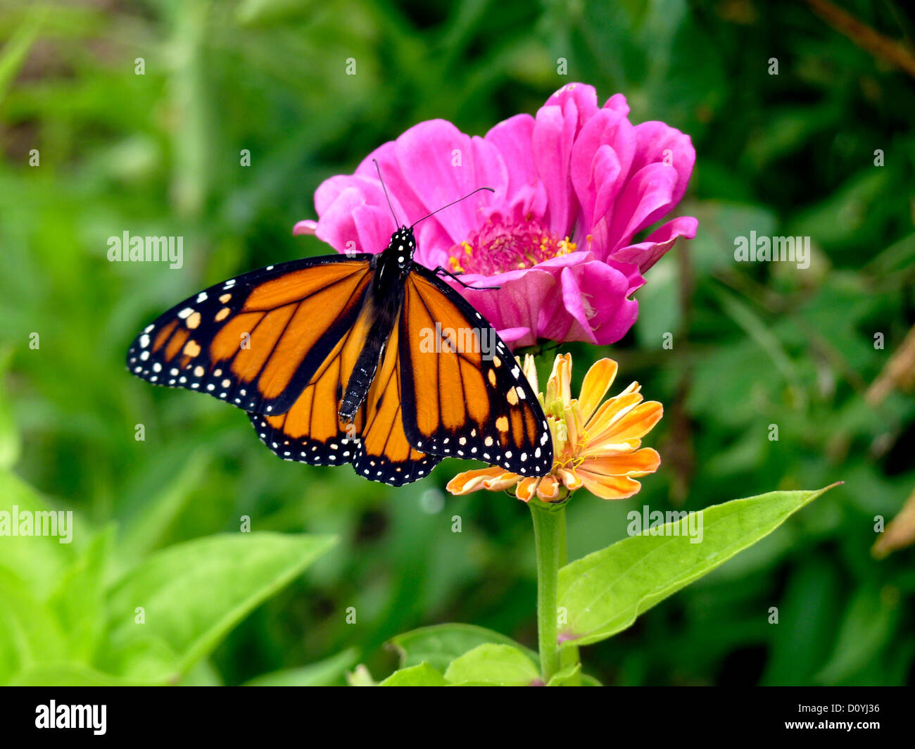 Femme papillon monarque sur Les zinnias en jardin, Yarmouth Maine Banque D'Images