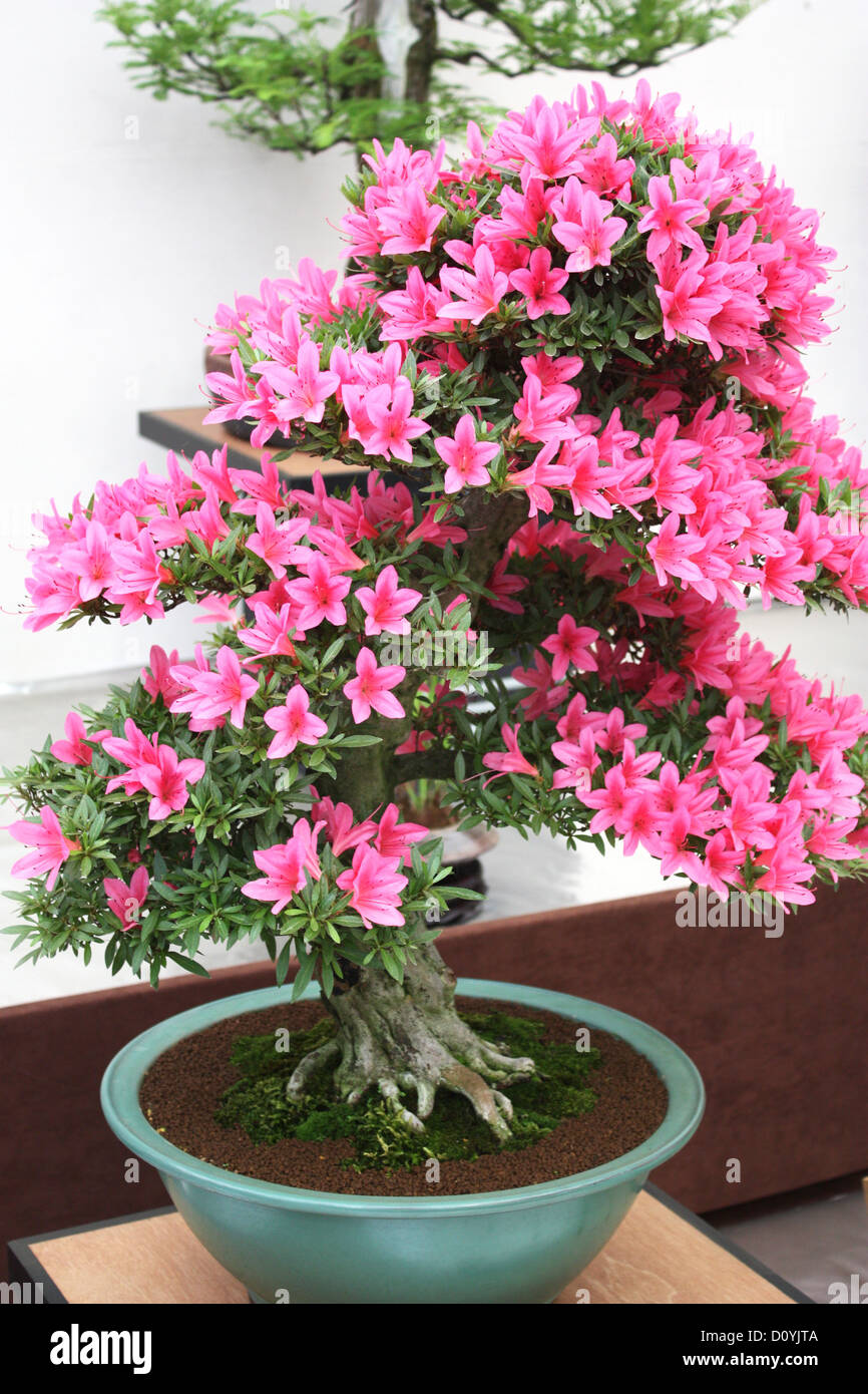 Flowering bonsai Banque de photographies et d'images à haute résolution -  Alamy