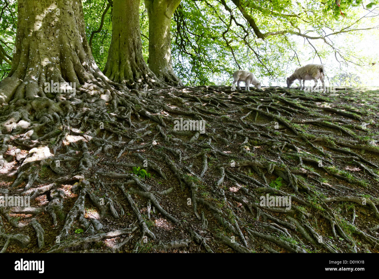 Système de racines arbres exposées, Avebury, dans le Wiltshire, Angleterre Banque D'Images