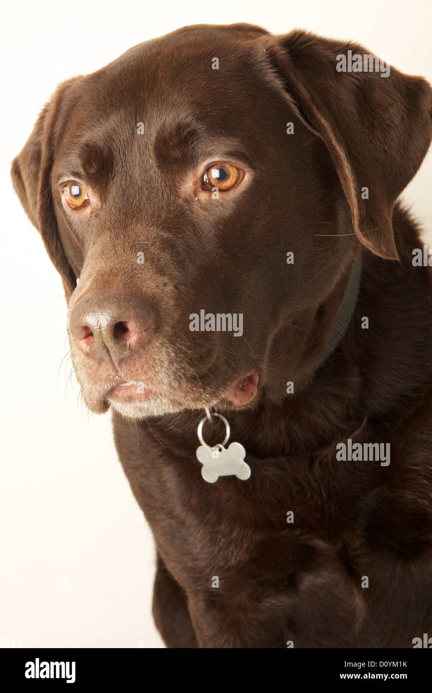 Visage d'un labrador chocolat Banque D'Images