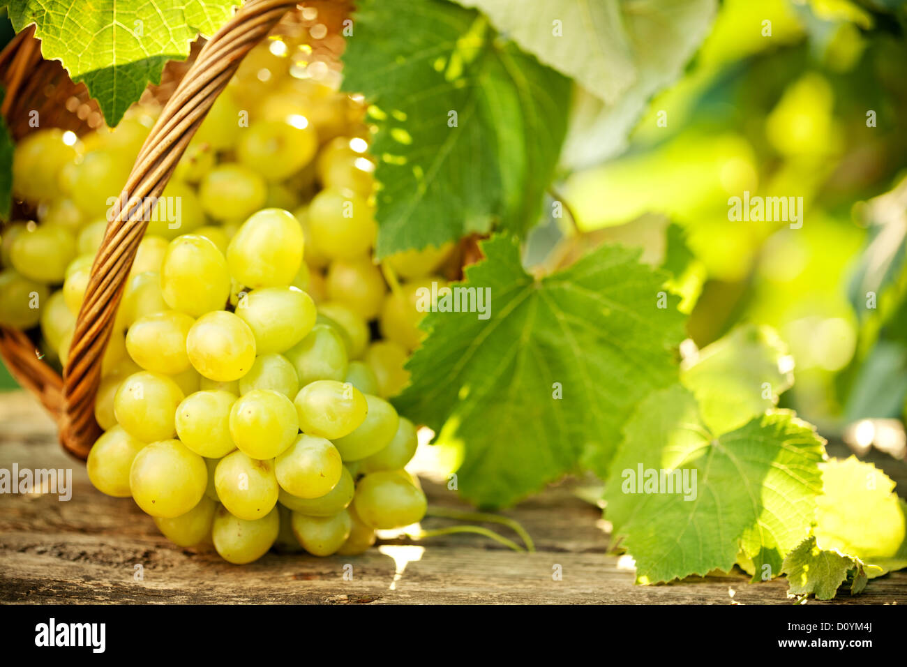 Grappe de raisin vert avec des feuilles de vigne Banque D'Images