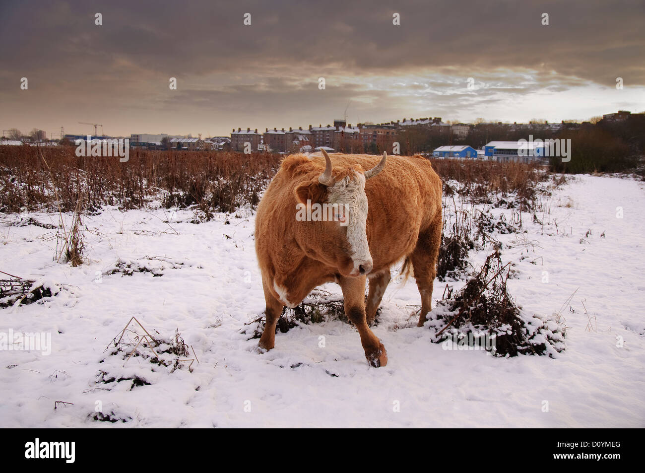 Bull dans la neige sur les marais de Walthamstow Banque D'Images