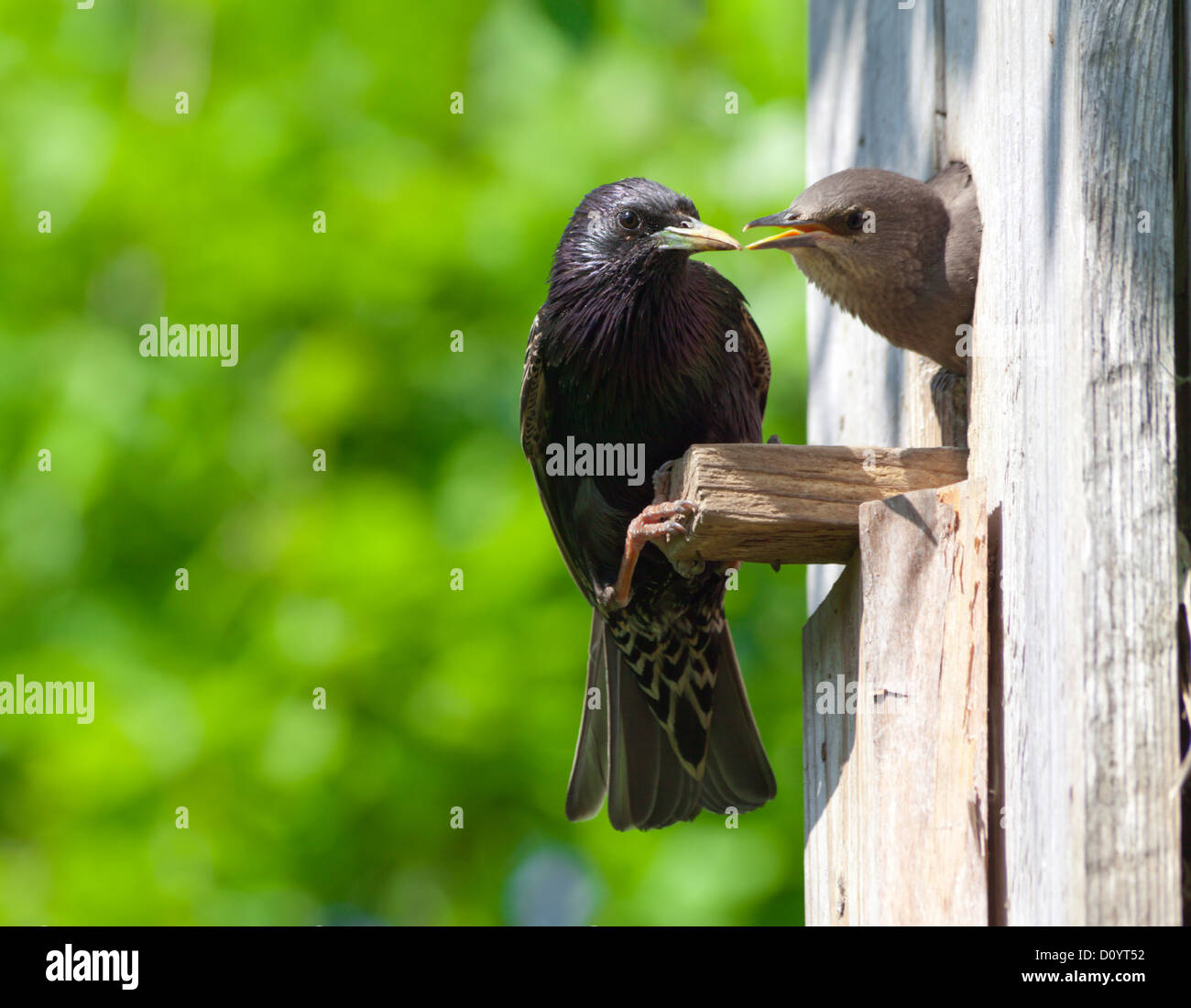 Starling nourrir sa nichée Banque D'Images
