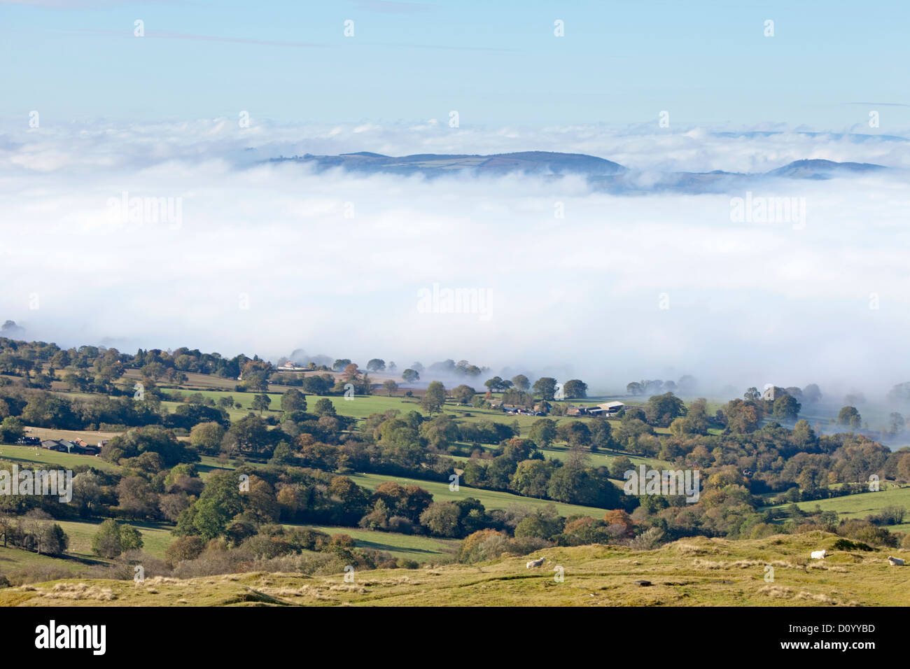 Brume matinale sur la campagne près de Ludlow Shropshire, England, UK Banque D'Images
