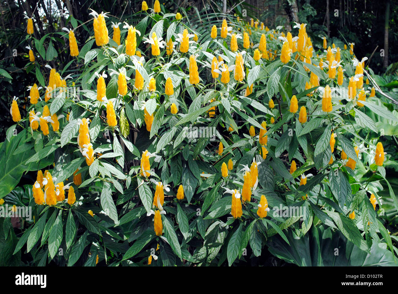 Pachystachys lutea Diana Banque D'Images