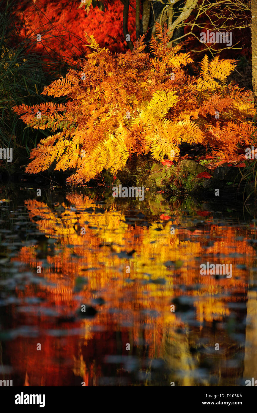 Couleurs d'automne dans les jardins de RBG Kew Wakehurst Place dans West Sussex UK. Banque D'Images