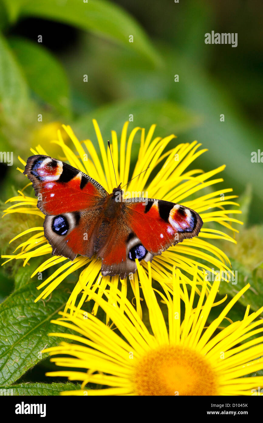 Papillon européen de paon, aglais ou Inachis io, sur une fleur de pâquerette jaune vif. Banque D'Images