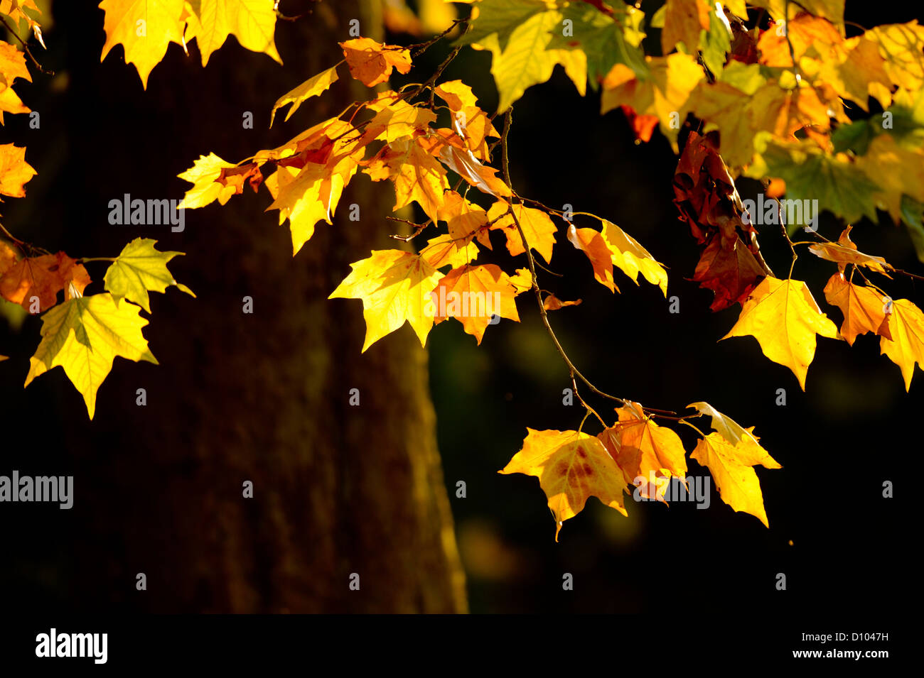 Couleurs d'automne dans les jardins de RBG Kew Wakehurst Place dans West Sussex UK. Banque D'Images