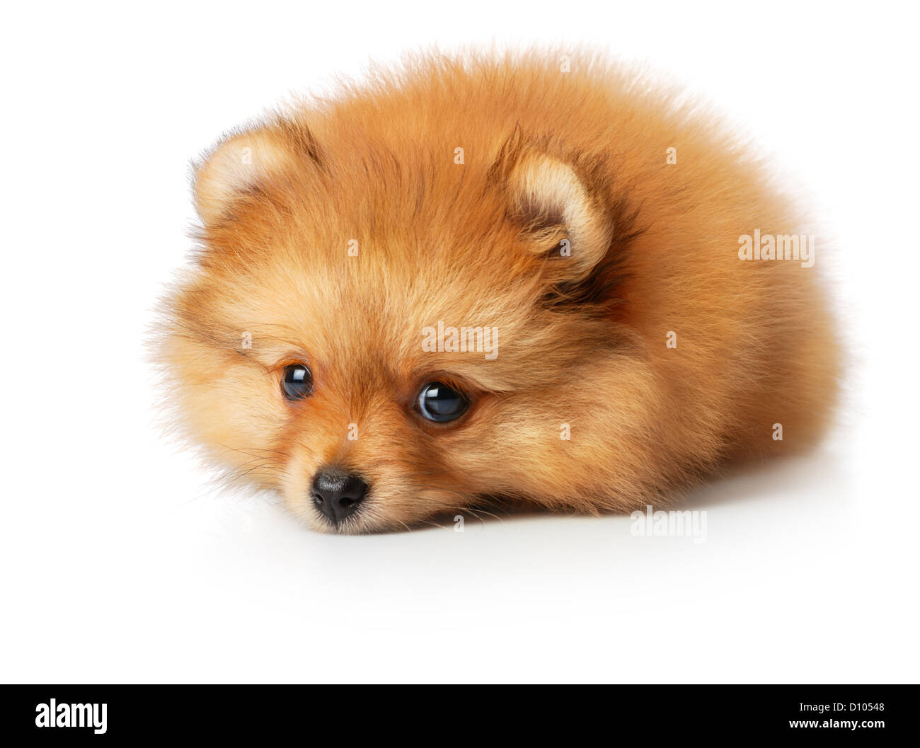 Mignon Petit Spitz Bebe Jaune Aux Yeux Tristes Iisolated On White Photo Stock Alamy