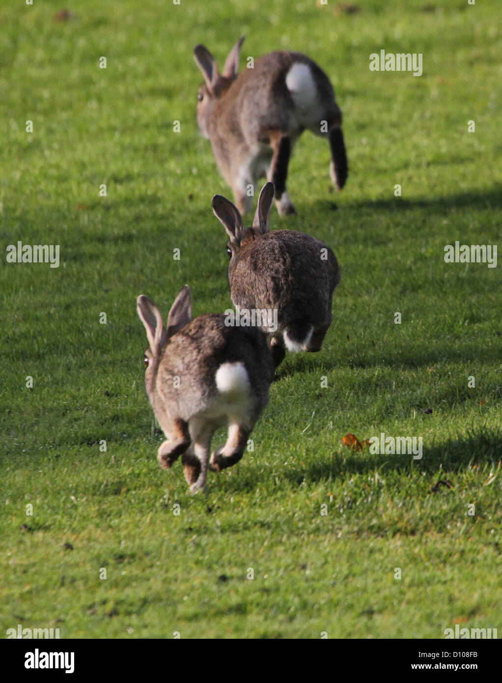 Trois lapins à la course, sauter en l'air en hors bord Banque D'Images