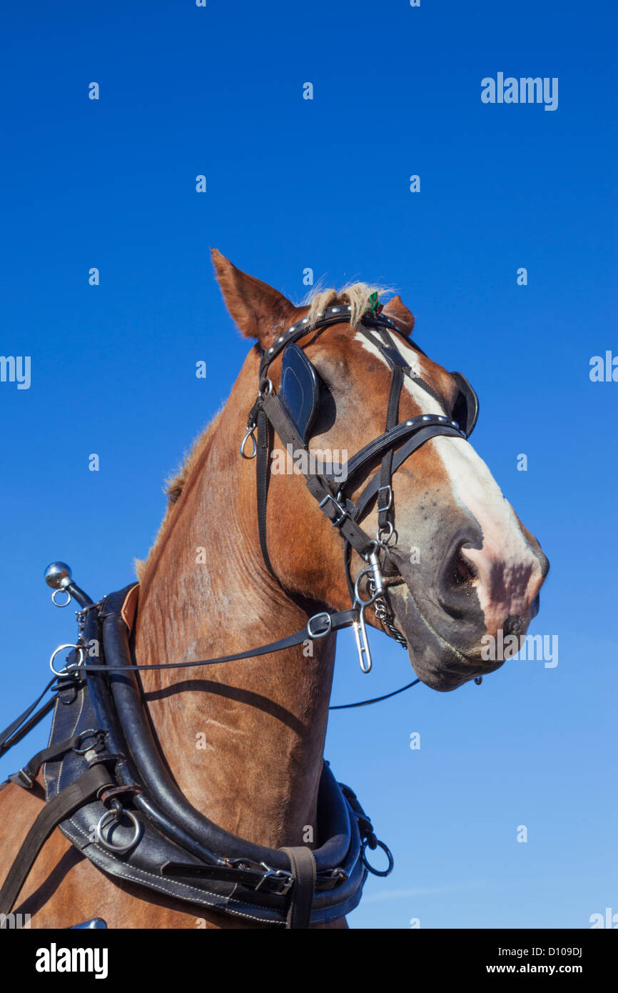 L'Angleterre, dans le Dorset, Blanford, le grand vapeur Dorset Fair, cheval de trait lourd Belge Banque D'Images