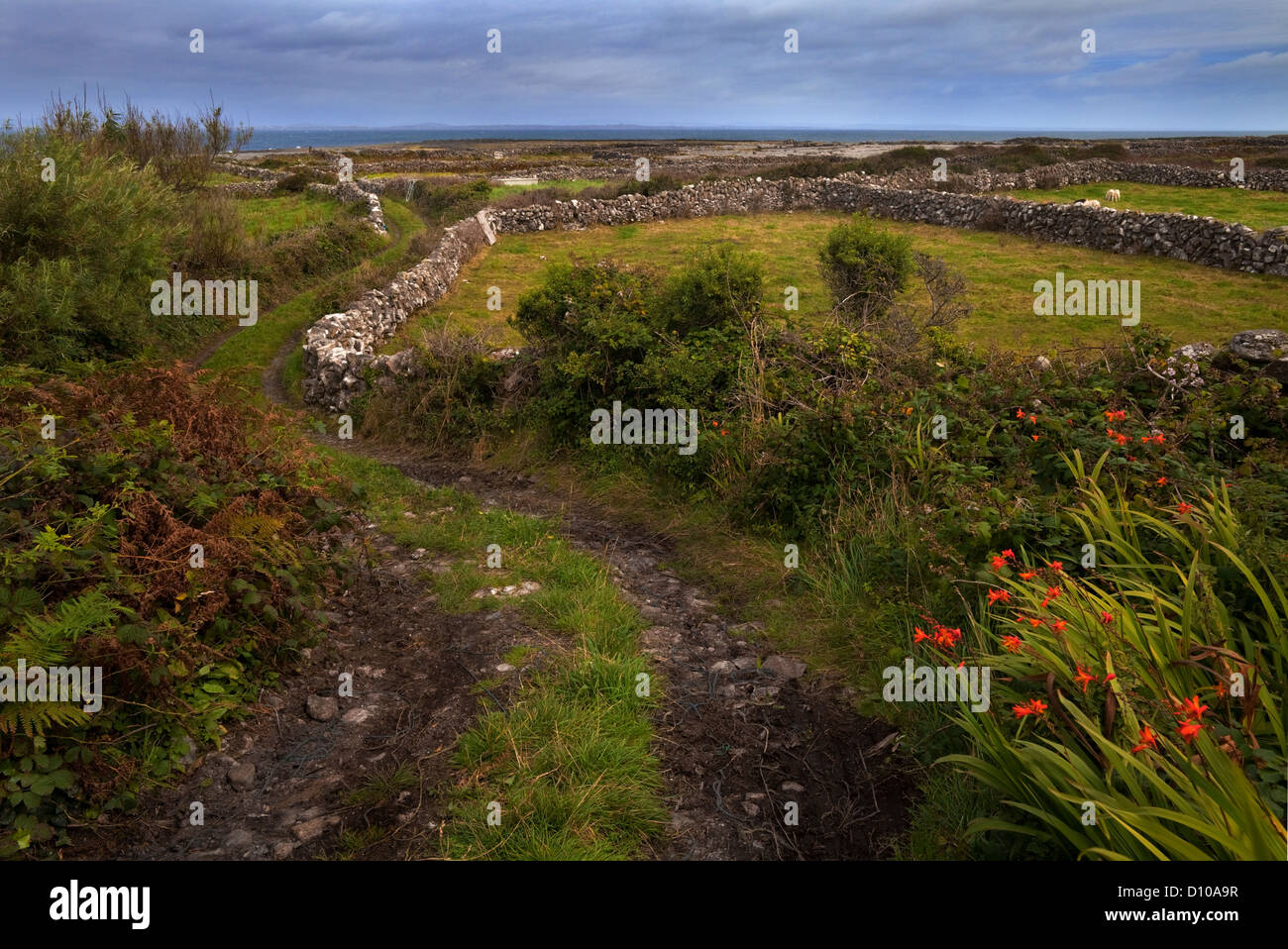 Boreen près de l'homme d'Aran Cottage, l'Inishmore, les îles Aran, comté de Galway, Irlande Banque D'Images